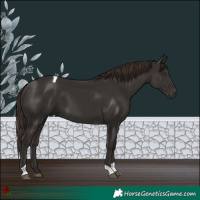 Horse Color:Liver Chestnut Tobiano 
