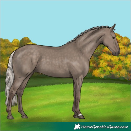 Horse Color:Silver Grullo 