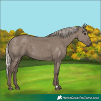 Horse Color:Silver Grullo 