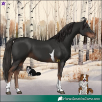 Horse Color:Liver Chestnut Tobiano