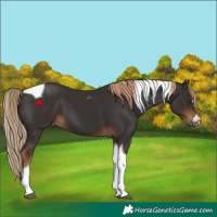 Horse Color:Liver Chestnut Tobiano 
