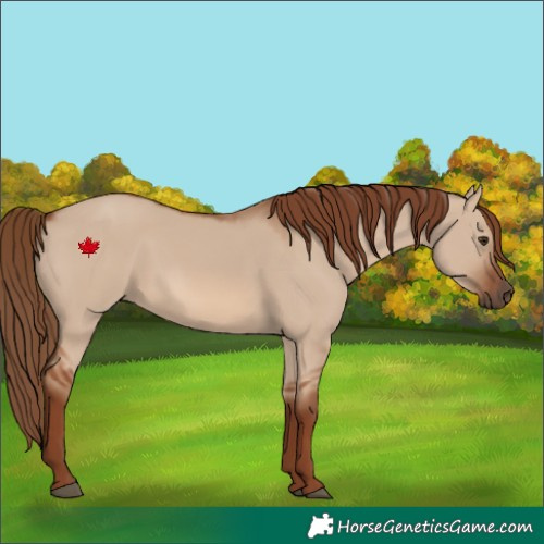 Horse Color:Red Dun 