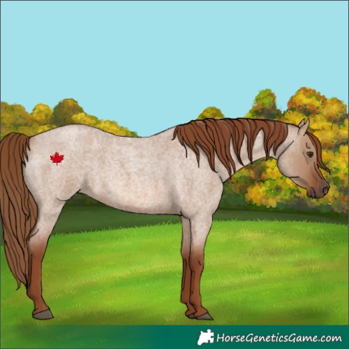 Horse Color:Red Dun Roan 