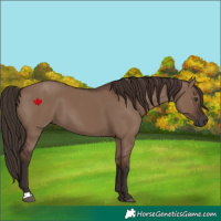 Horse Color:Liver Red Dun 