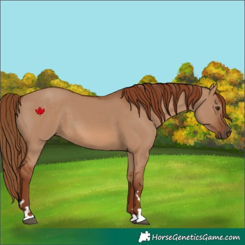 Horse Color:Red Dun 