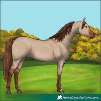 Horse Color:Red Dun