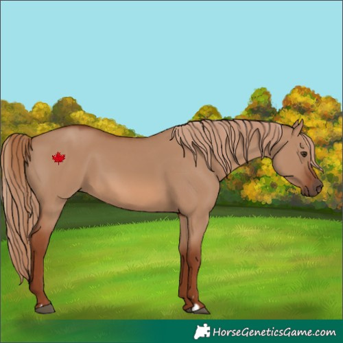 Horse Color:Red Dun 