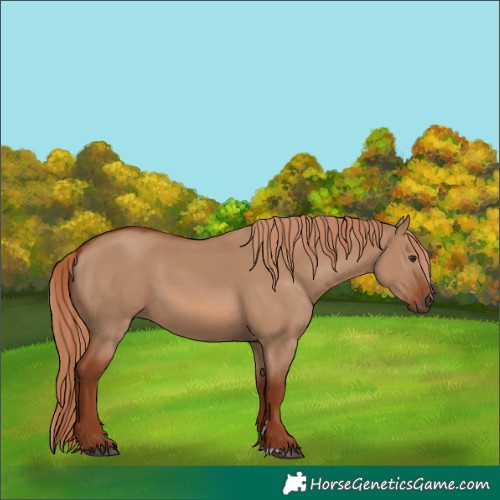 Horse Color:Red Dun 