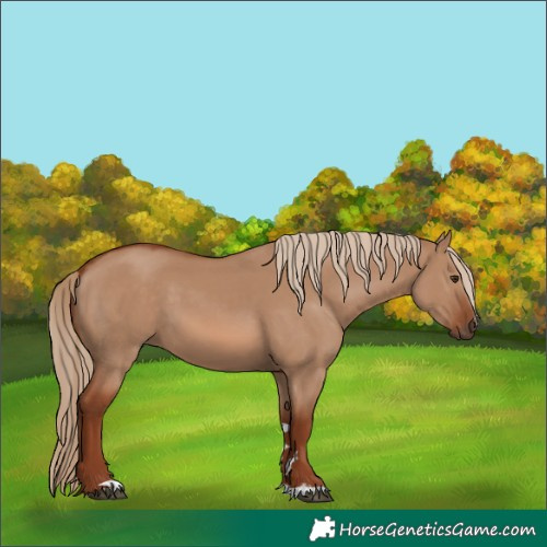 Horse Color:Red Dun 