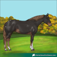 Horse Color:Liver Chestnut Tobiano