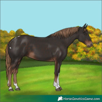 Horse Color:Liver Chestnut Tobiano