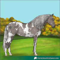 Horse Color:Platinum White Spotted Silver Grullo Rabicano Brindle