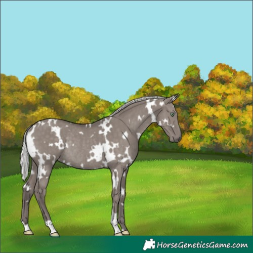 Horse Color:Platinum White Spotted Silver Smoky Grullo Rabicano Brindle 