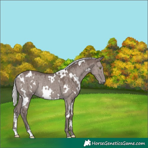 Horse Color:Platinum White Spotted Silver Grullo Rabicano Brindle 