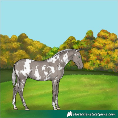 Horse Color:Platinum White Spotted Silver Smoky Grullo Rabicano 