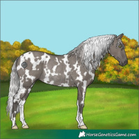 Horse Color:Platinum White Spotted Silver Grullo Rabicano Brindle 