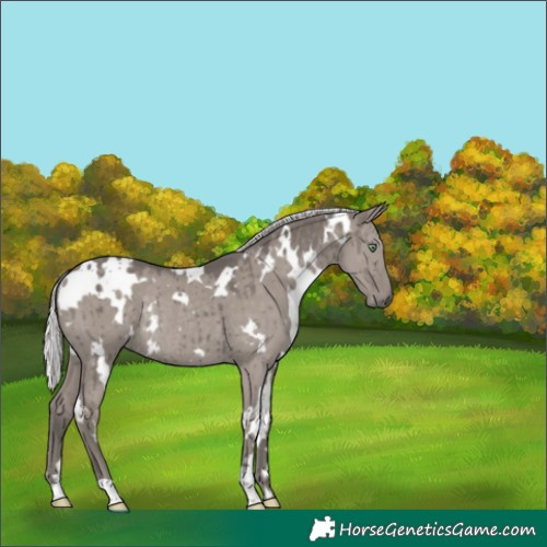 Horse Color:Platinum White Spotted Silver Smoky Grullo Rabicano Brindle 