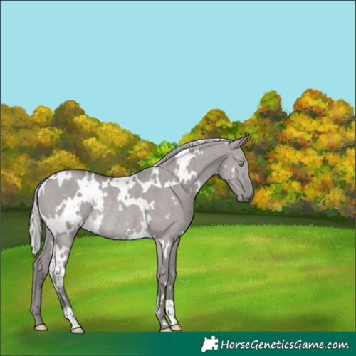 Horse Color:Platinum White Spotted Silver Smoky Grullo Rabicano Brindle 