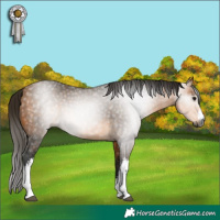 Horse Color:Gray White Spotted Buckskin 