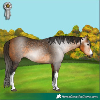 Horse Color:Gray White Spotted Buckskin 