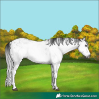Horse Color:Gray White Spotted Brown Sabino 