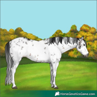 Horse Color:Gray White Spotted Brown Sabino