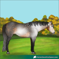 Horse Color:Gray White Spotted Buckskin Splash 