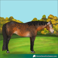Horse Color:Gray White Spotted Buckskin Splash