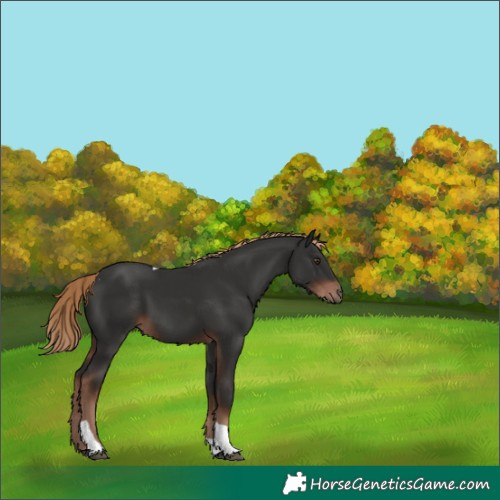 Horse Color:Liver Chestnut Tobiano
