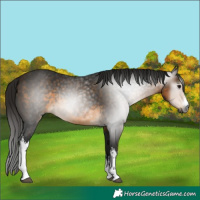 Horse Color:Gray White Spotted Buckskin 