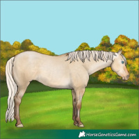 Horse Color:Gray White Spotted Silver Smoky Grullo Pearl Appaloosa