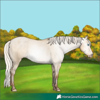 Horse Color:Gray White Spotted Silver Smoky Grullo Pearl Appaloosa 