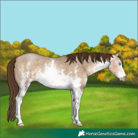 Horse Color:Gray White Spotted Buckskin Pearl Sabino 