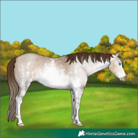 Horse Color:Gray White Spotted Buckskin Pearl Sabino 