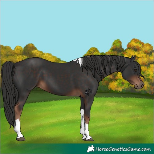 Horse Color:Liver Chestnut Tobiano