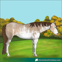 Horse Color:Gray White Spotted Buckskin Pearl Sabino