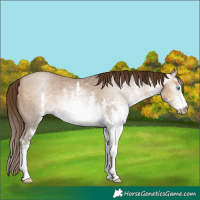Horse Color:Gray White Spotted Buckskin Pearl Sabino 