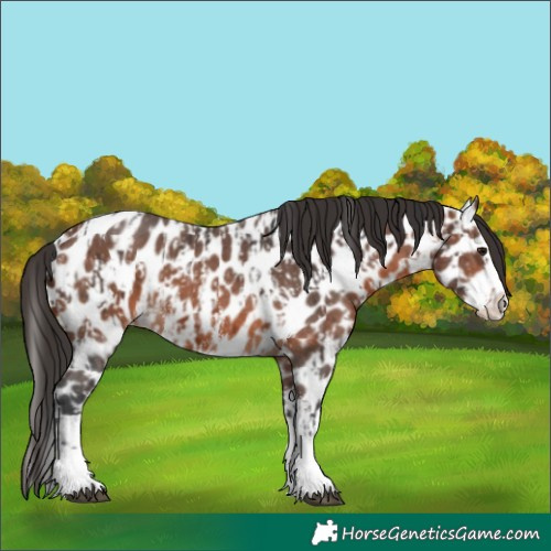 Horse Color:Brown Sabino Splash Appaloosa  and Brown Sabino Splash Appaloosa 