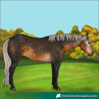 Horse Color:Gray White Spotted Silver Buckskin 