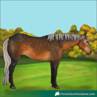 Horse Color:Gray White Spotted Silver Buckskin 