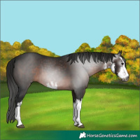 Horse Color:Gray White Spotted Brown