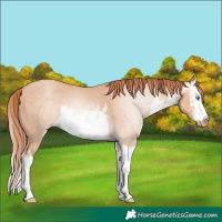 Horse Color:Gray White Spotted Perlino Splash 