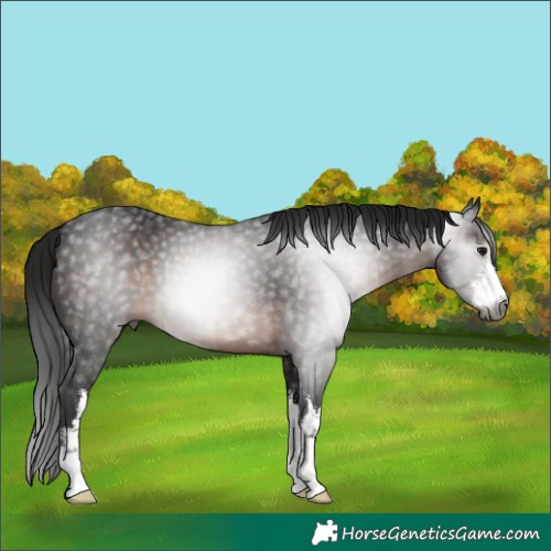 Horse Color:Gray White Spotted Brown 