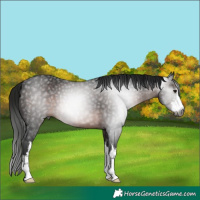 Horse Color:Gray White Spotted Brown 