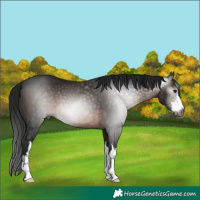 Horse Color:Gray White Spotted Brown 