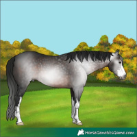 Horse Color:Gray White Spotted Brown 
