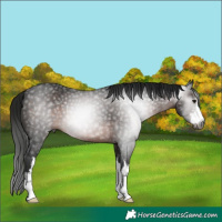 Horse Color:Gray White Spotted Brown 