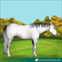 Horse Color:Gray White Spotted Brown