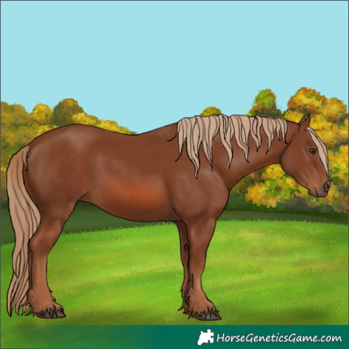 Horse Color:Chestnut 