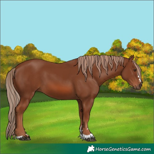 Horse Color:Chestnut 